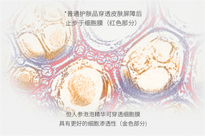 細胞科技賦新肌 人參泡泡精華讓肌膚重?zé)贻p光采